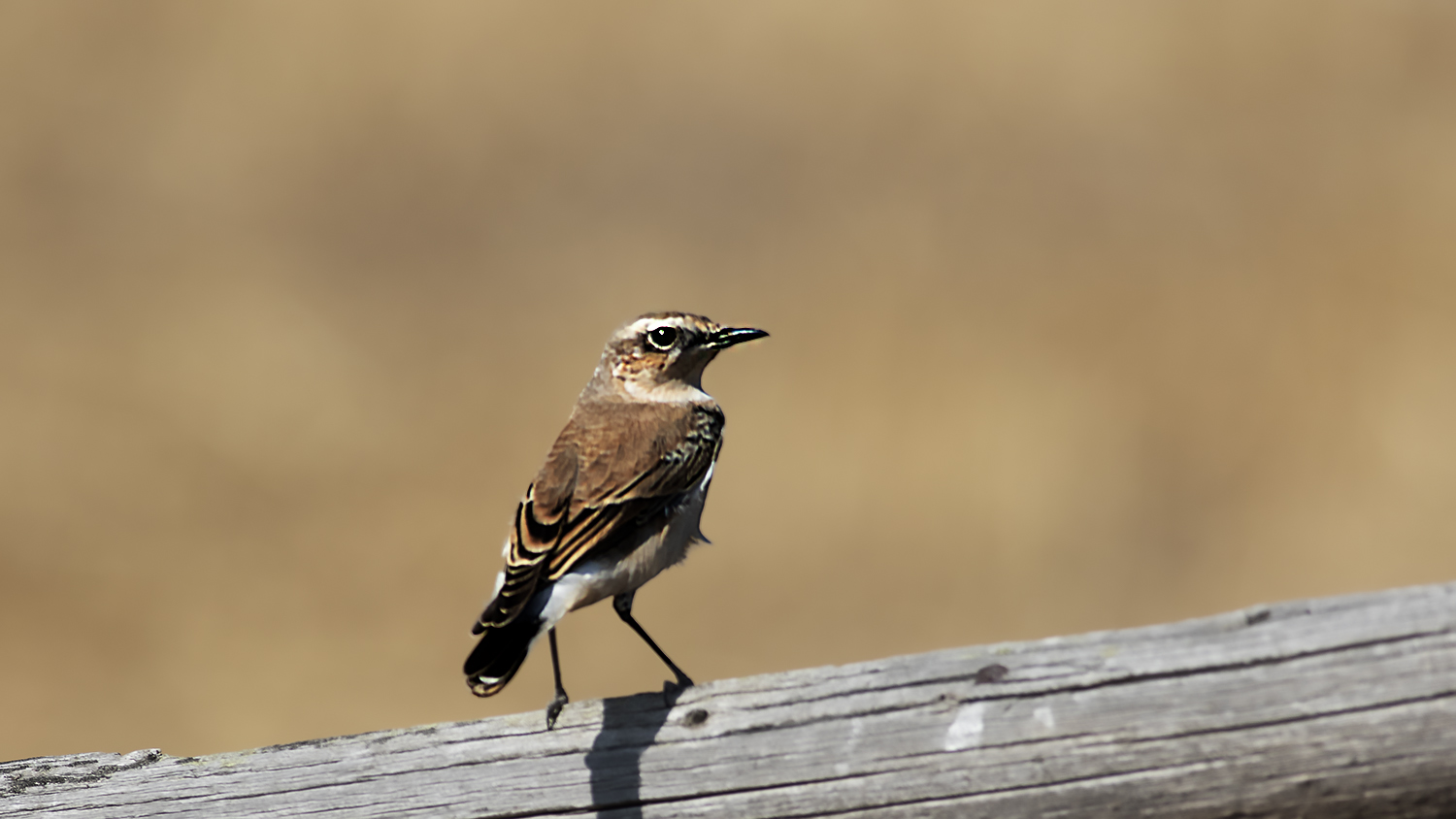 Isabelline Wheatear